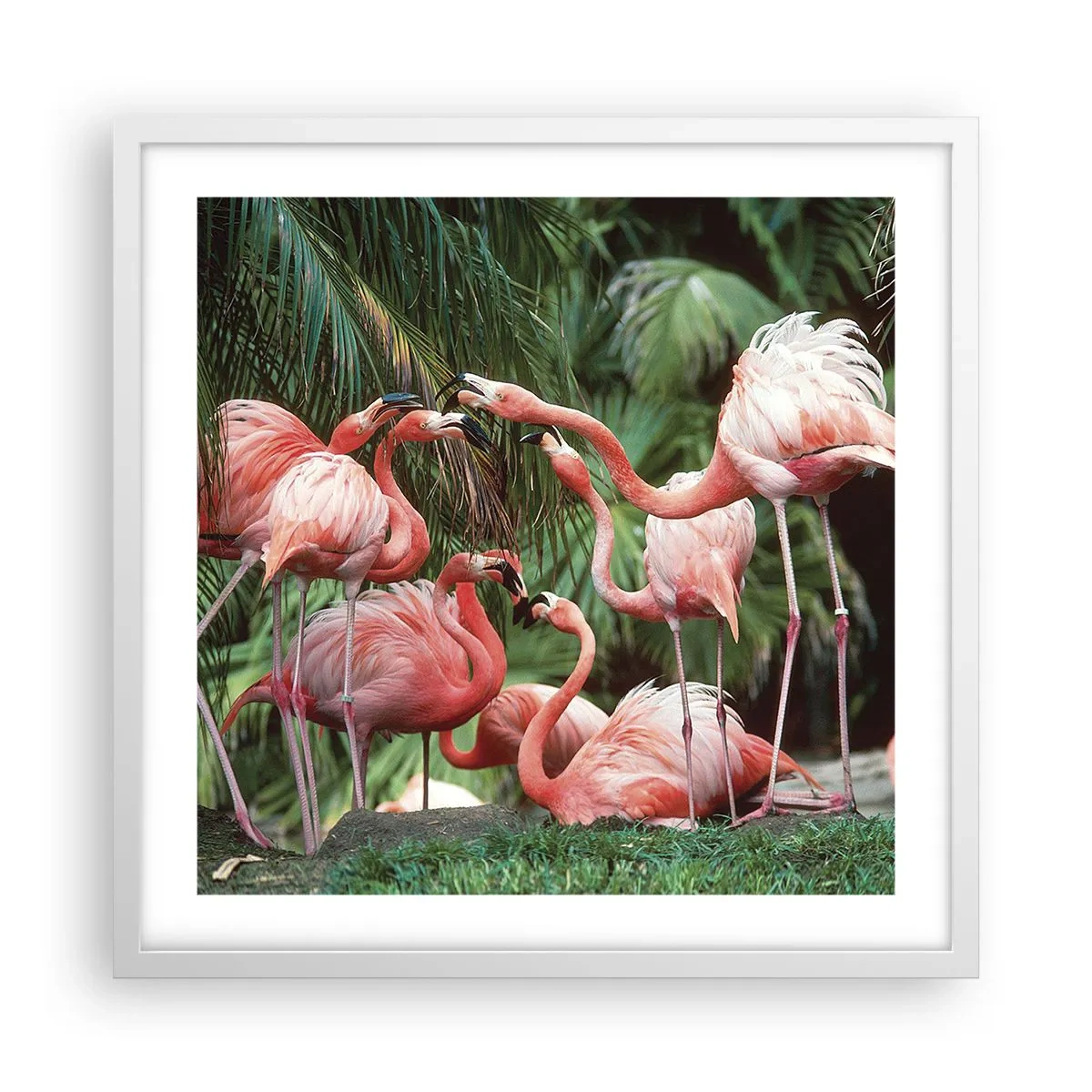 Poster in white frmae - Afternoon Gossip - 50x50 cm