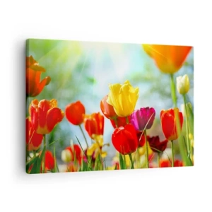 Canvas picture - Colorful tulips in the sunshine - 70x50cm - All Colours of the Sun - Modern wall decoration for the living room and bedroom ARTTOR