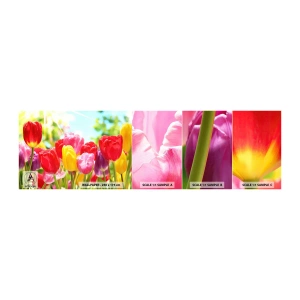 Photo Wallpaper Sample Standard Eco - It is Us, Colour of May! - Flowers, Tulips, Garden - 100x30 cm