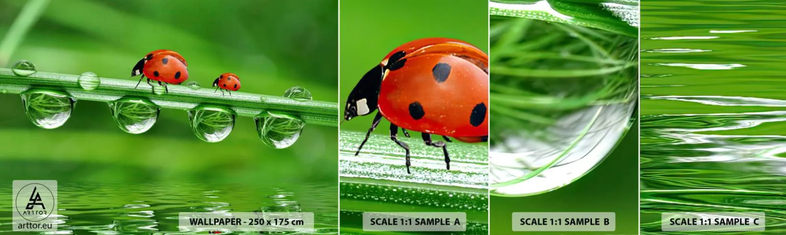 Photo Wallpaper Sample Standard Eco - Summer Is on Its Way - Ladybird, A drop of water, Nature - 100x30 cm