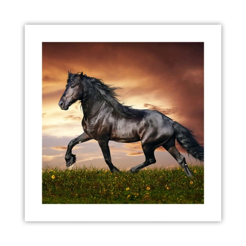 Poster - Black Prince - 40x40 cm
