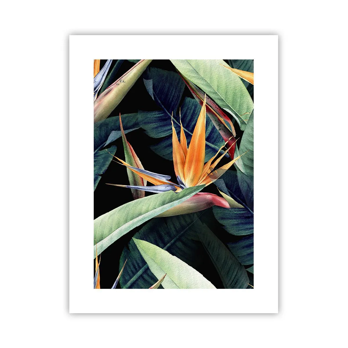 Poster - Flaming Flowers of the Tropics - 30x40 cm
