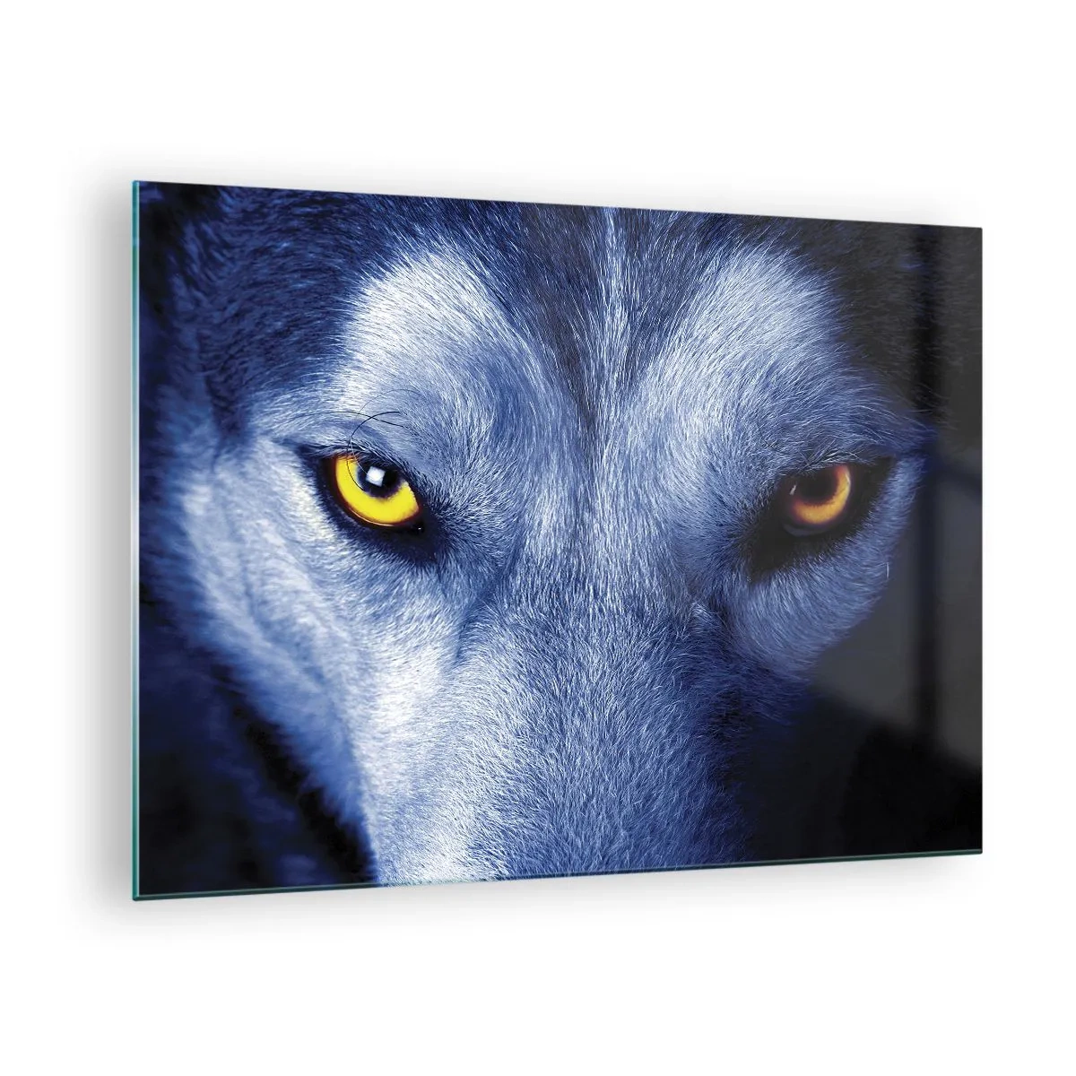 Glass picture - The mesmerizing gaze of a wolf - 70x50cm - Mesmerising Look - Modern wall decoration for the living room and bedroom ARTTOR