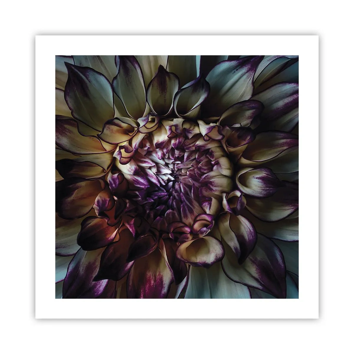 Poster - The Blossoming of Youth - 50x50 cm