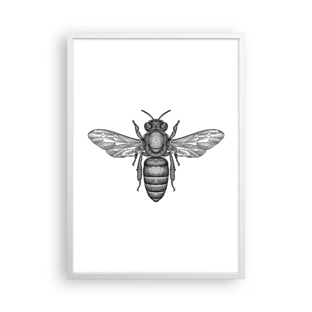 Poster in white frmae - Insect Portrait - 50x70 cm