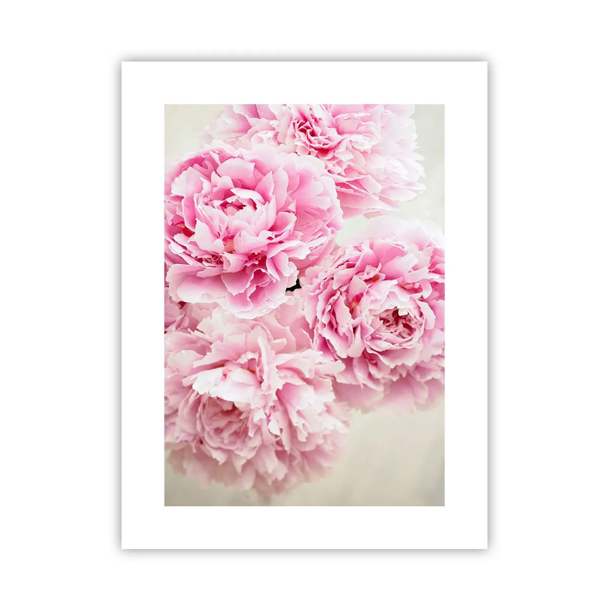 Poster - In Pink Splendour - 30x40 cm