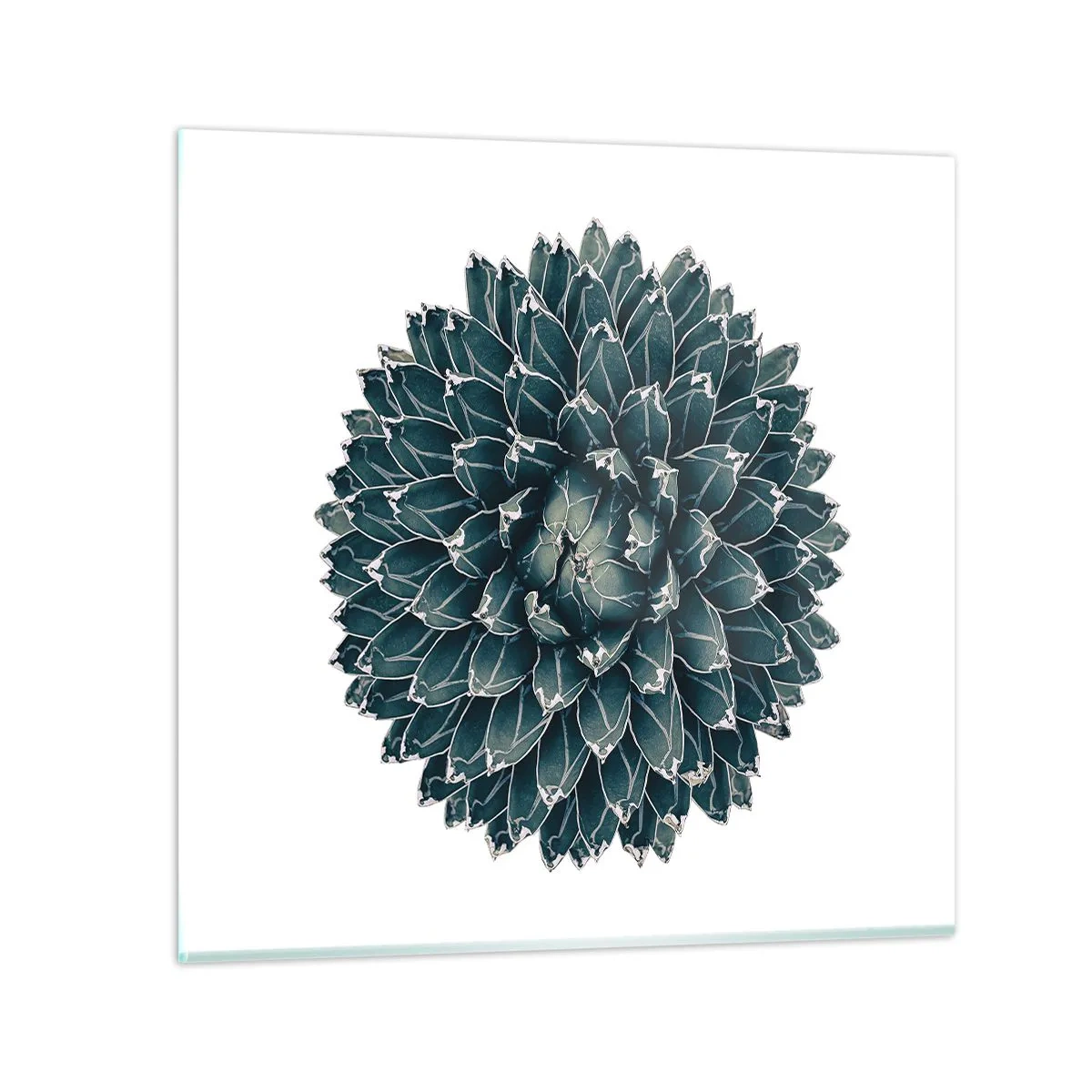 Glass picture - Star of the Desert - 50x50 cm