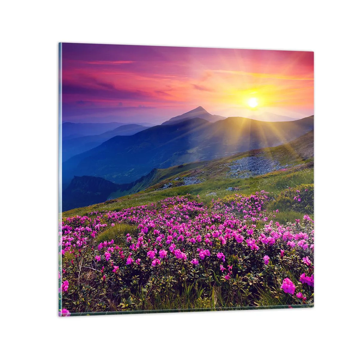 Glass picture - Surrounded by Mountain Pine and Herbs - 60x60 cm