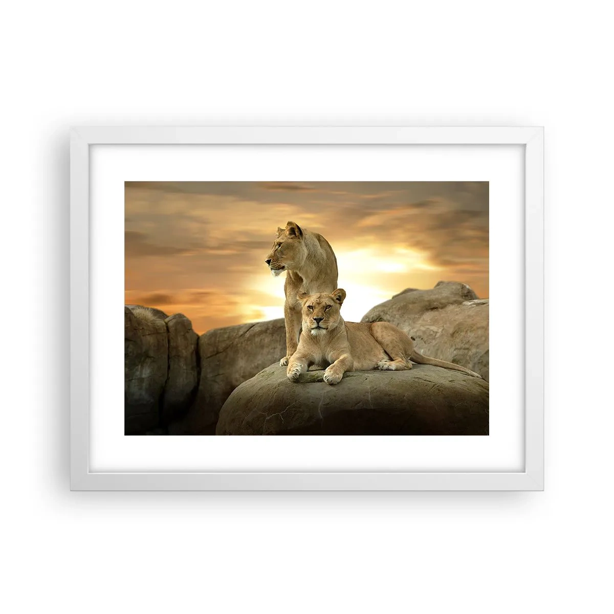 Poster in white frmae - Royal Majesty - 40x30 cm