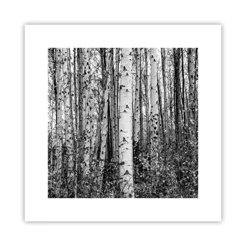 Poster - Birch Colonnade - 30x30 cm