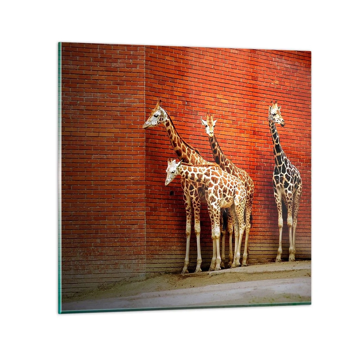 Glass picture - Can You See an Acacia? - 60x60 cm