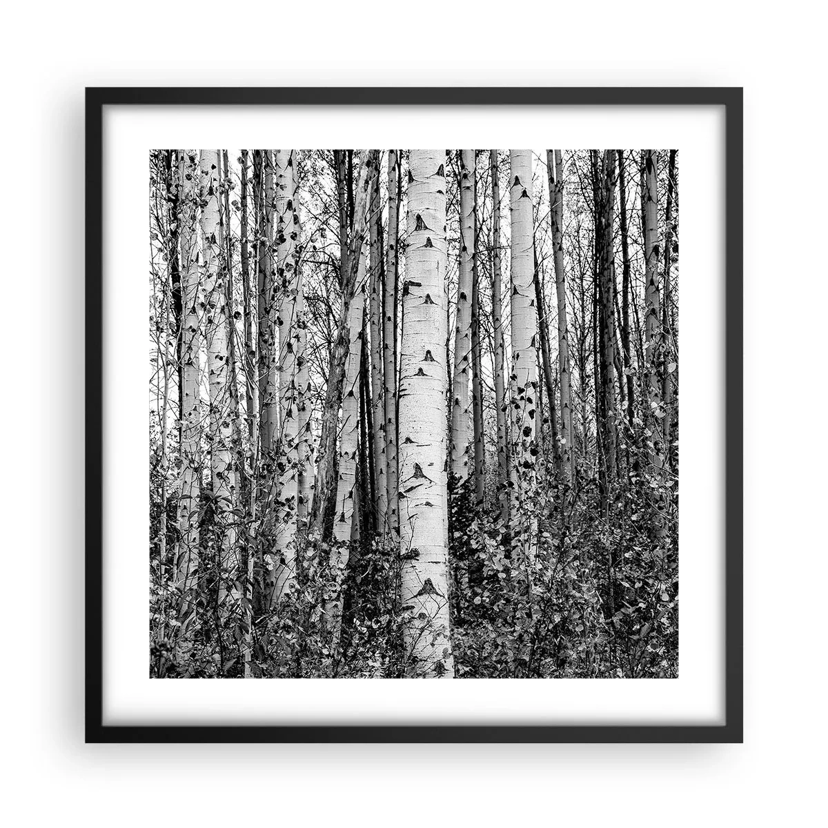 Poster in black frame - Birch Colonnade - 50x50 cm