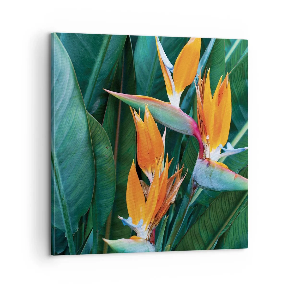 Canvas picture - Is It a Flower or a Bird? - 60x60 cm