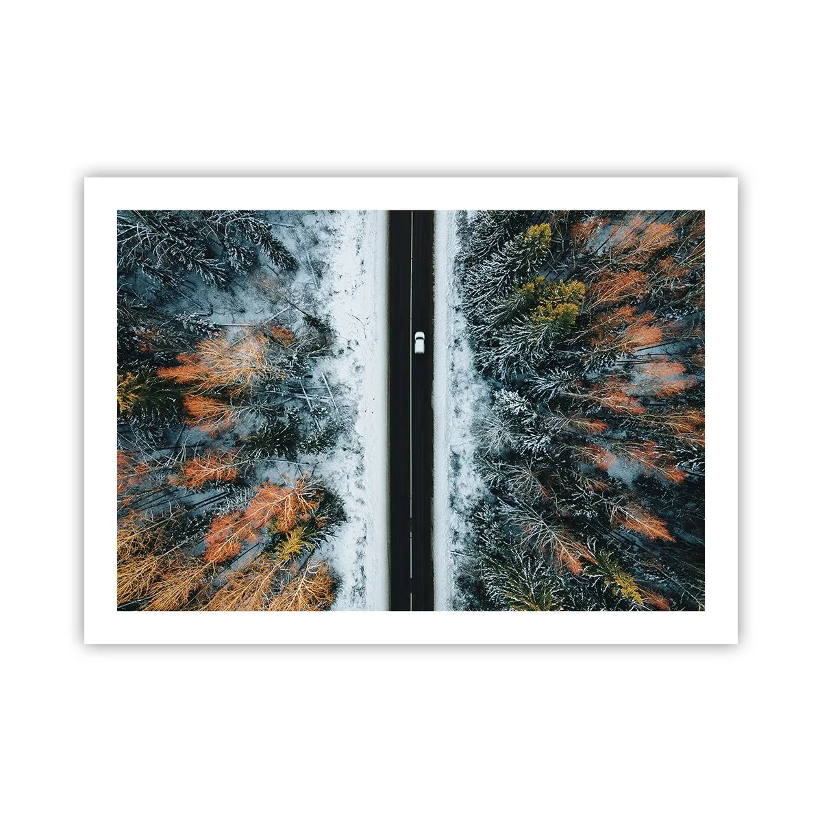 Poster - Through a Wintery Forest - 70x50 cm