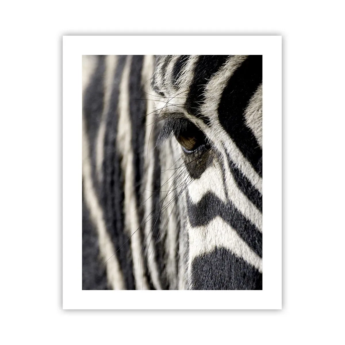 Poster - Striped Portrait - 40x50 cm
