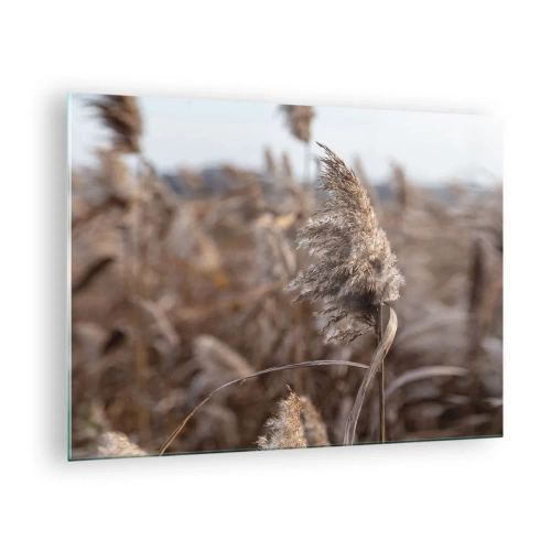 Glass picture - Close-up of dry grass swaying in the wind - 70x50cm - Time to Fly with the Wind - Modern wall decoration for the living room and bedroom ARTTOR
