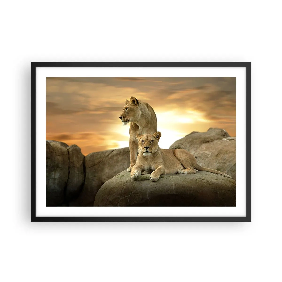 Poster in black frame - Royal Majesty - 70x50 cm