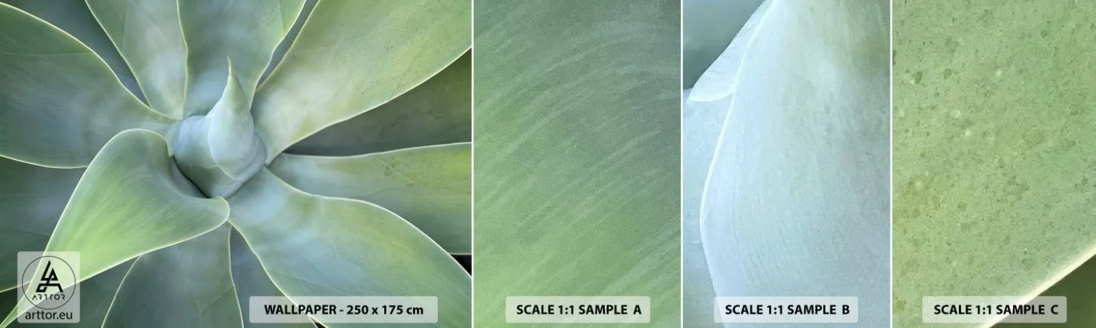 Photo Wallpaper Sample Self-Adhesive Deluxe Sticker - Birth of Green - Succulent, Agave, Botany - 100x30 cm