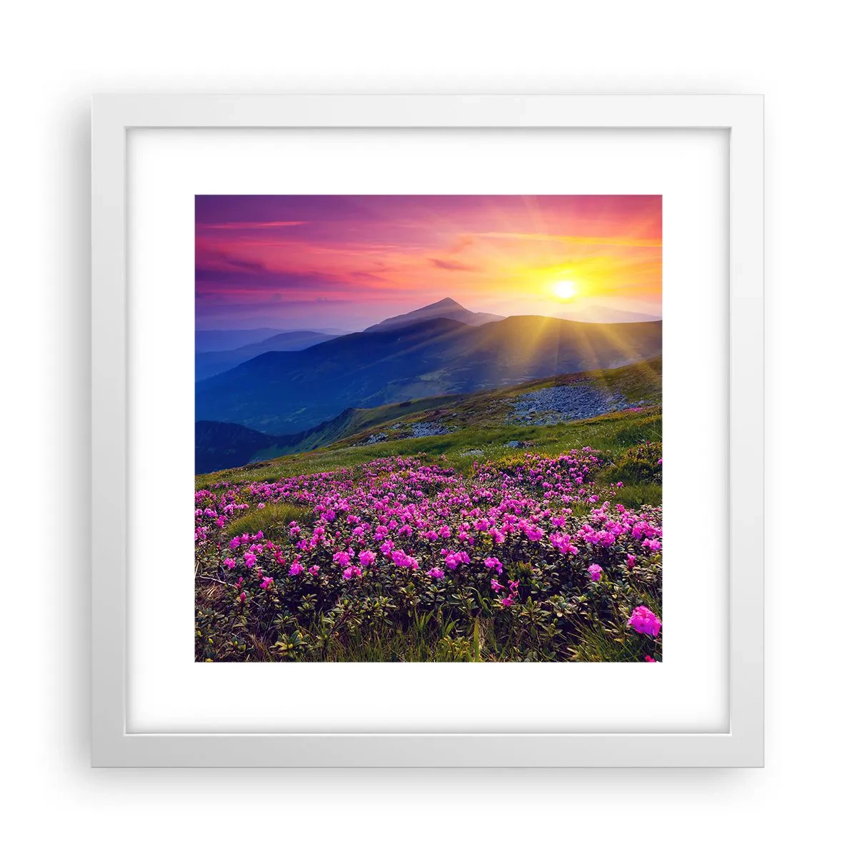 Poster in white frmae - Surrounded by Mountain Pine and Herbs - 30x30 cm