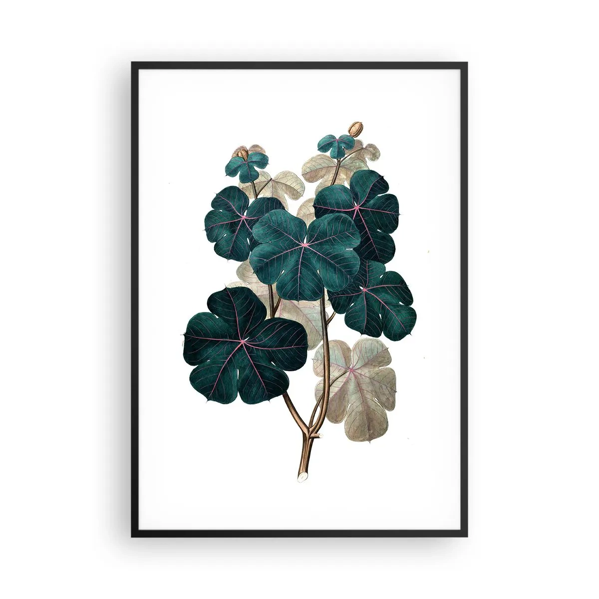 Poster in black frame - From the Old Herbarium - 70x100 cm