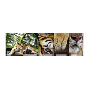 Photo Wallpaper Sample Premium Sand - Best Regards - Tiger, Animals, Predator - 100x30 cm