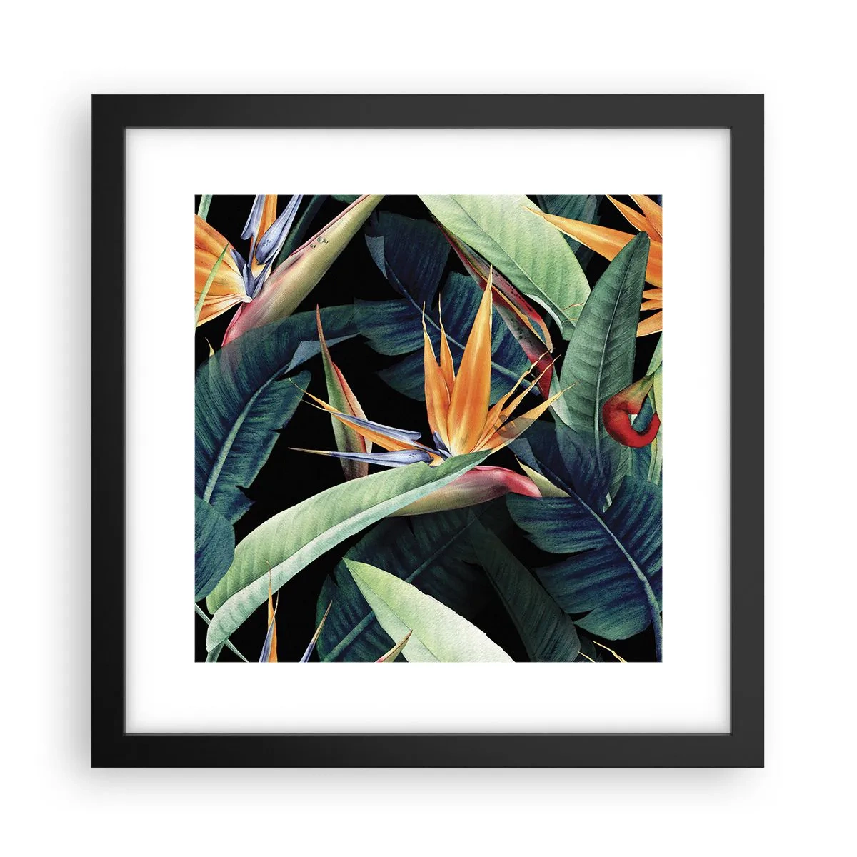 Poster in black frame - Flaming Flowers of the Tropics - 30x30 cm