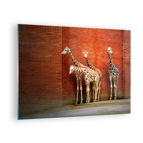 Glass picture - Giraffes against a brick wall - 70x50cm - Can You See an Acacia? - Modern wall decoration for the living room and bedroom ARTTOR