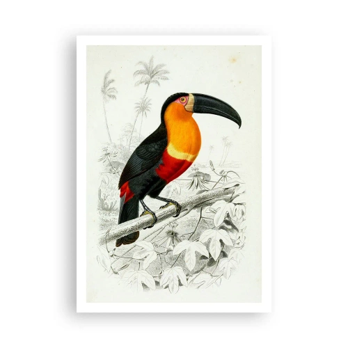 Poster - Bird Colours - 70x100 cm