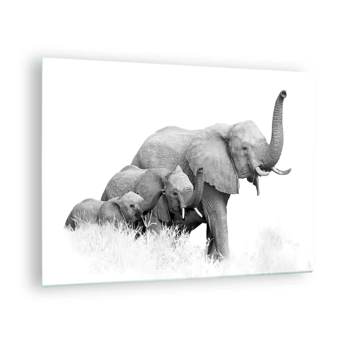 Glass picture - Black and white elephant family in nature - 70x50cm - One, Two, Three - Modern wall decoration for the living room and bedroom ARTTOR
