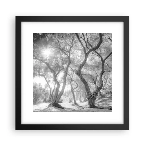Poster in black frame - In an Olive Grove - 30x30 cm