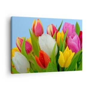Canvas picture - Colorful tulips covered with dew drops on a blue background - 70x50cm - Floral Rainbow in Dew Drops - Modern wall decoration for the living room and bedroom ARTTOR