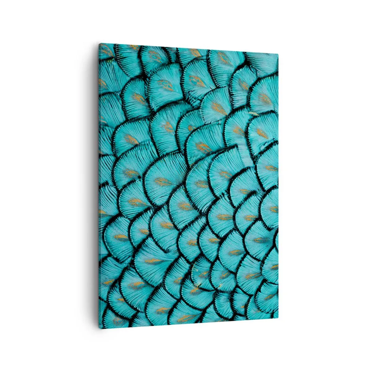 Canvas picture - Great Feather Gala - 50x70 cm