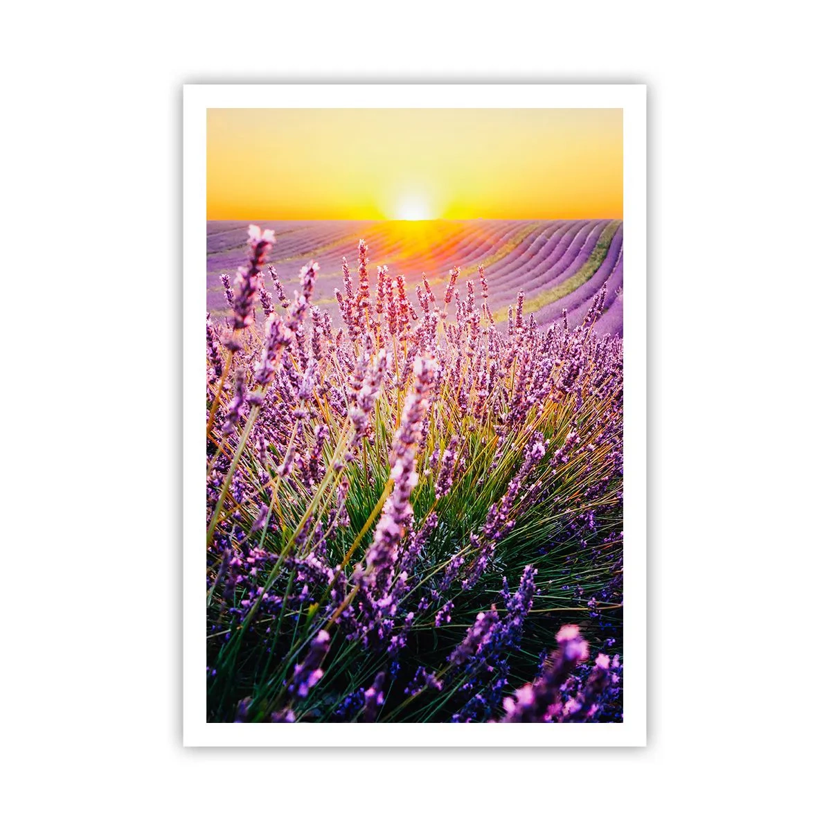 Poster - Fragrant Field - 70x100 cm