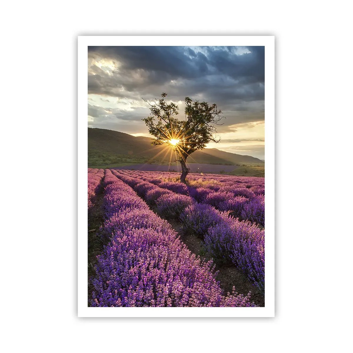 Poster - Lilac Coloured Aroma - 70x100 cm
