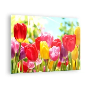 Glass picture - Colorful tulips in the light of the spring sun - 70x50cm - It is Us, Colour of May! - Modern wall decoration for the living room and bedroom ARTTOR