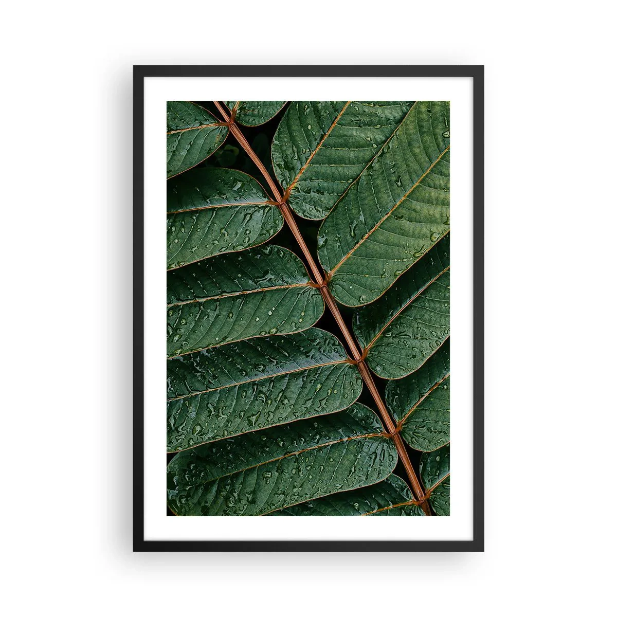 Poster in black frame - Leaves with water drops creating a harmonious composition - 50x70cm - In Green Rhythm - Modern wall decoration for the living room and bedroom ARTTOR