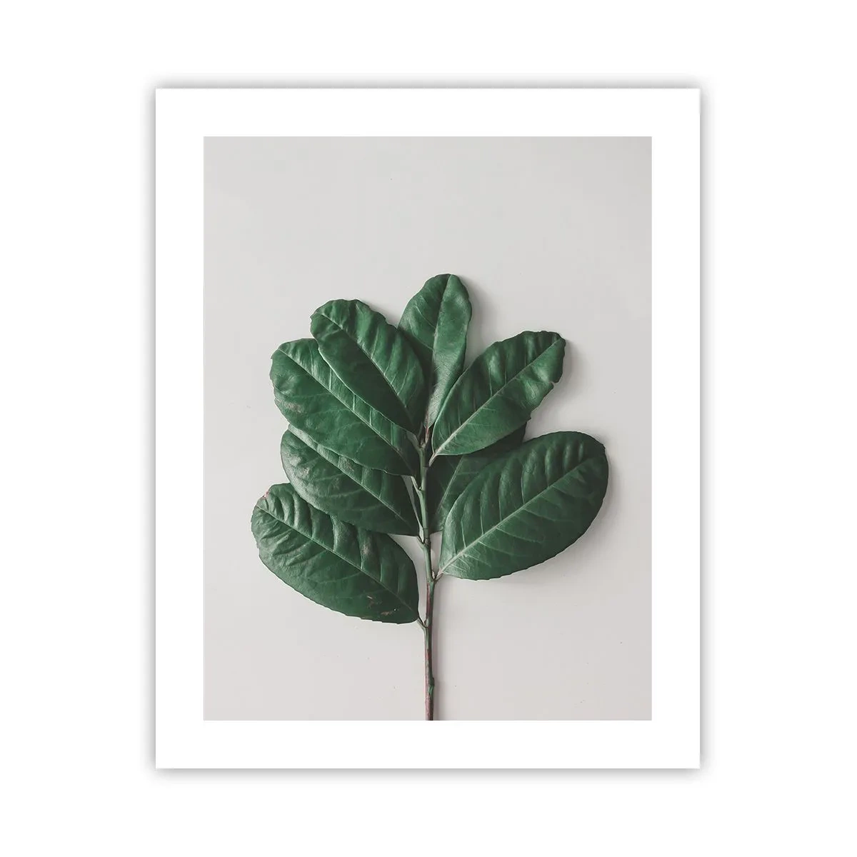 Poster - Drawing of Nature Itself - 40x50 cm
