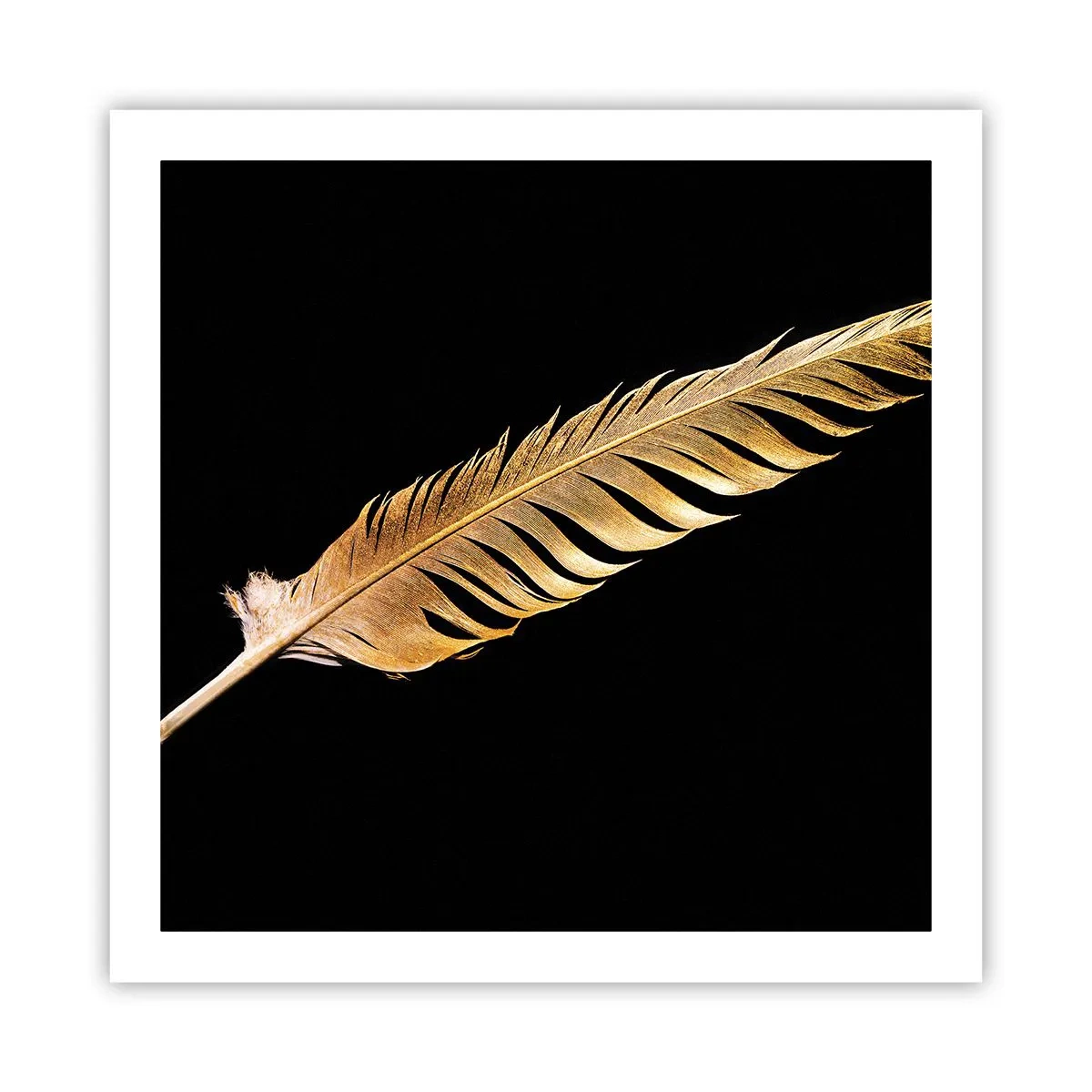 Poster - High-Class Feather - 60x60 cm
