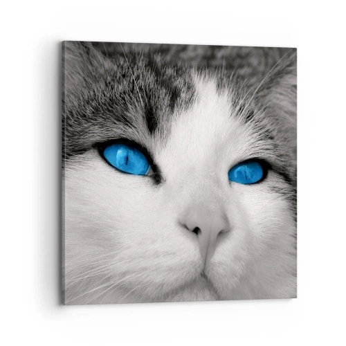 Canvas picture - Extremely Blue-eyed - 70x70 cm
