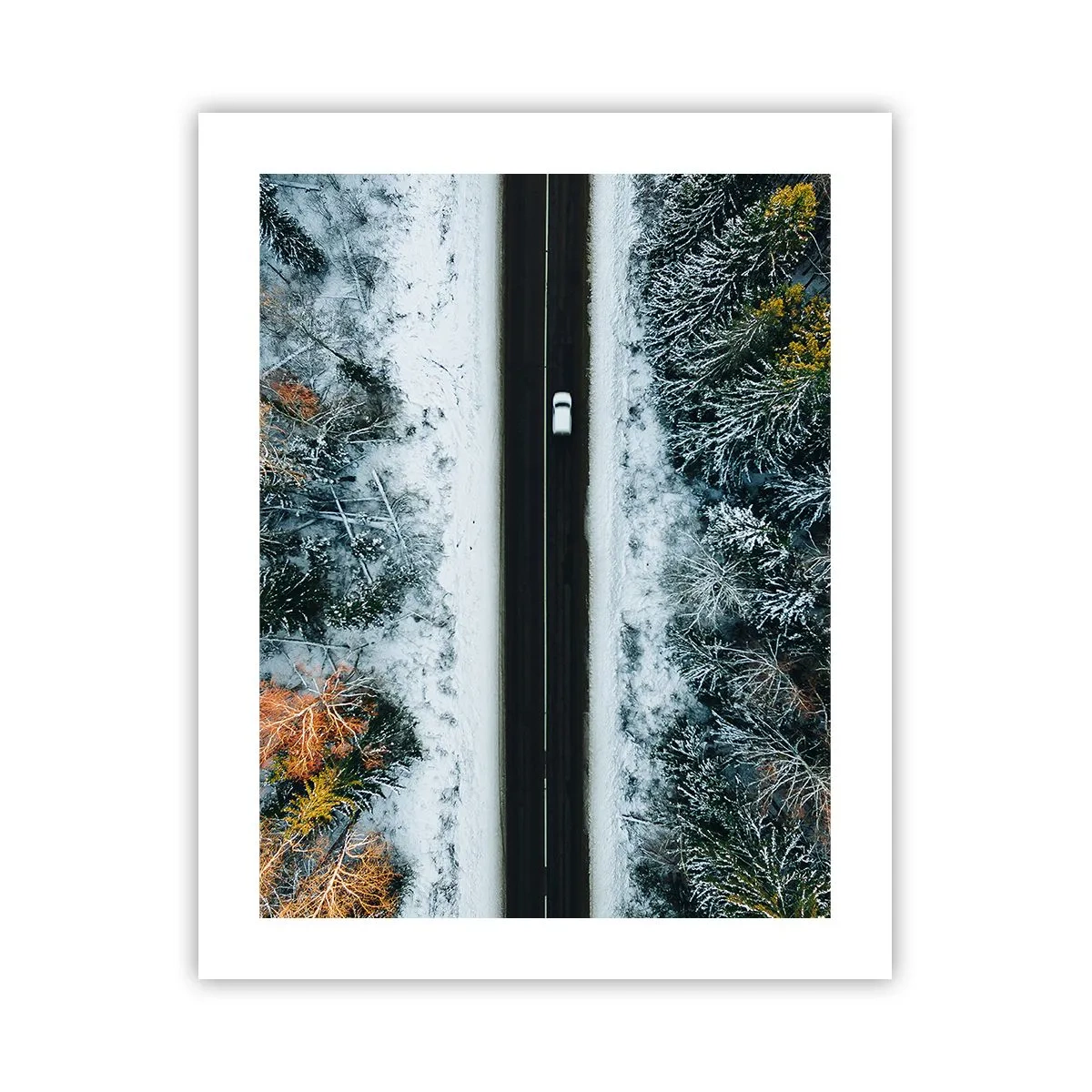 Poster - Through a Wintery Forest - 40x50 cm