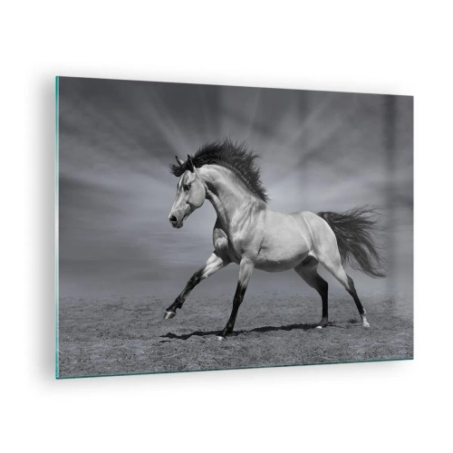 Glass picture - A black and white photo of a horse galloping in an open field. - 70x50cm - Born to Amaze - Modern wall decoration for the living room and bedroom ARTTOR