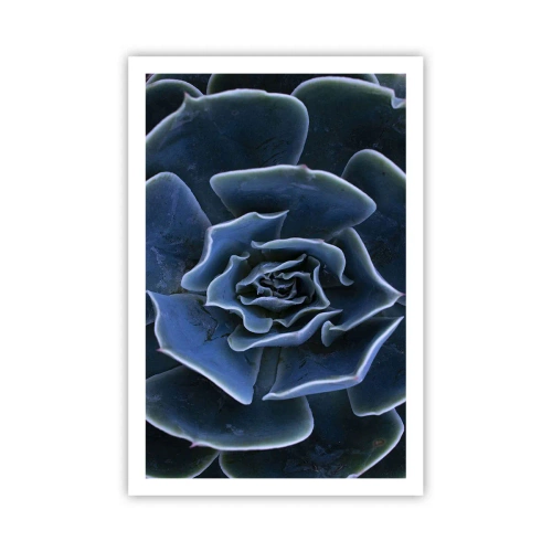 Poster - Flower of the Desert - 61x91 cm