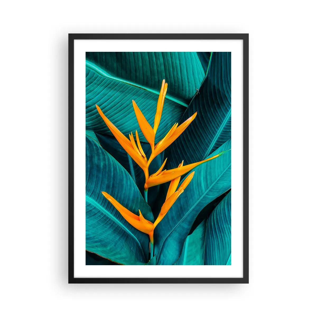 Poster in black frame - An exotic flower against a background of green tropical leaves. - 50x70cm - Flower of Eden - Modern wall decoration for the living room and bedroom ARTTOR