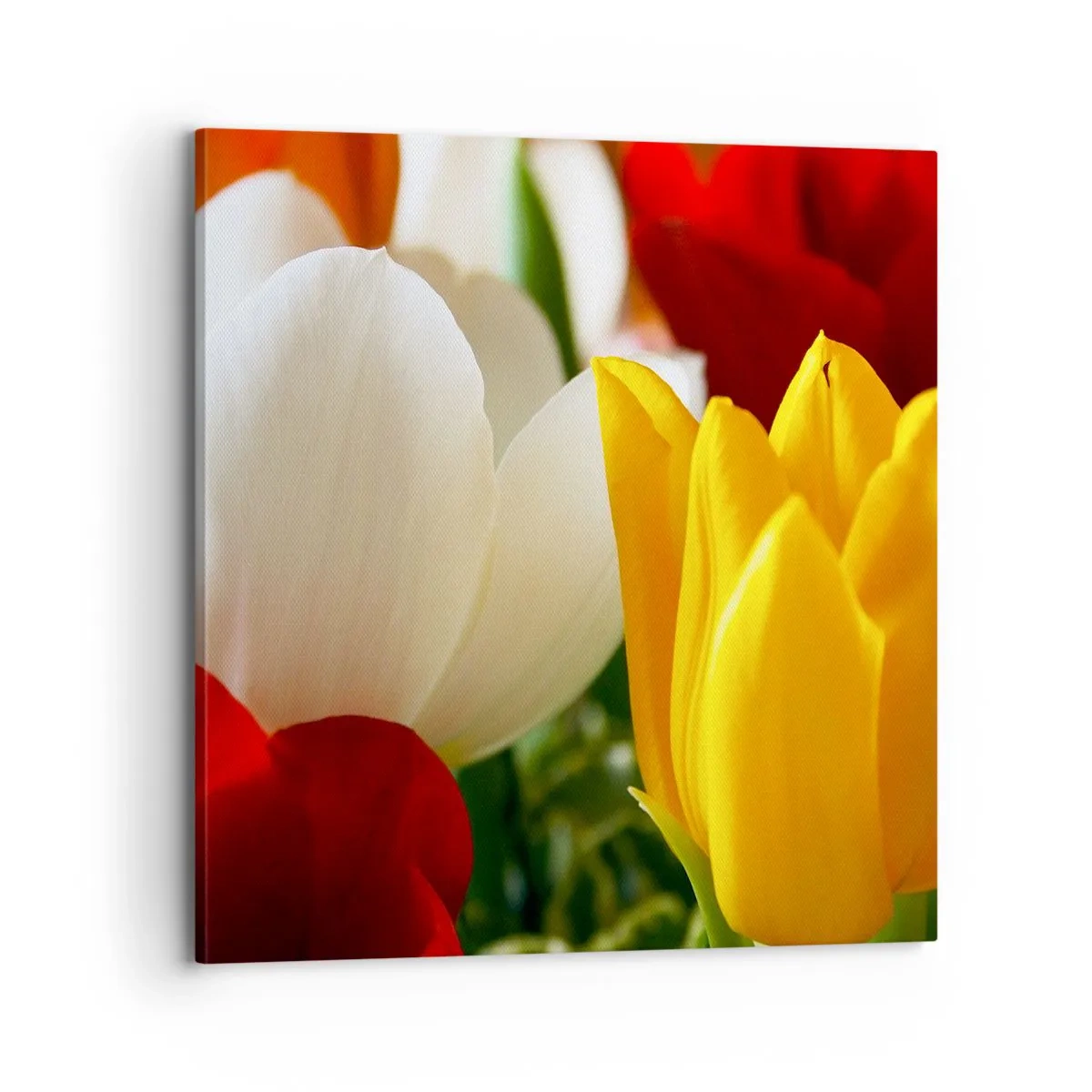 Canvas picture - Tulip Fever - 70x70 cm