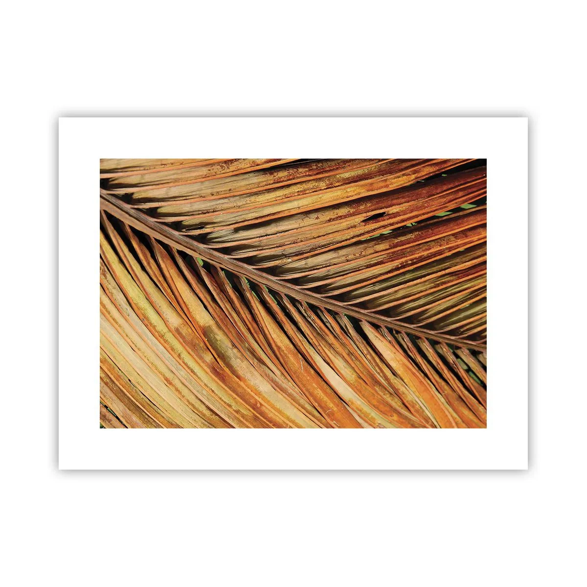 Poster - Coconut Gold - 40x30 cm