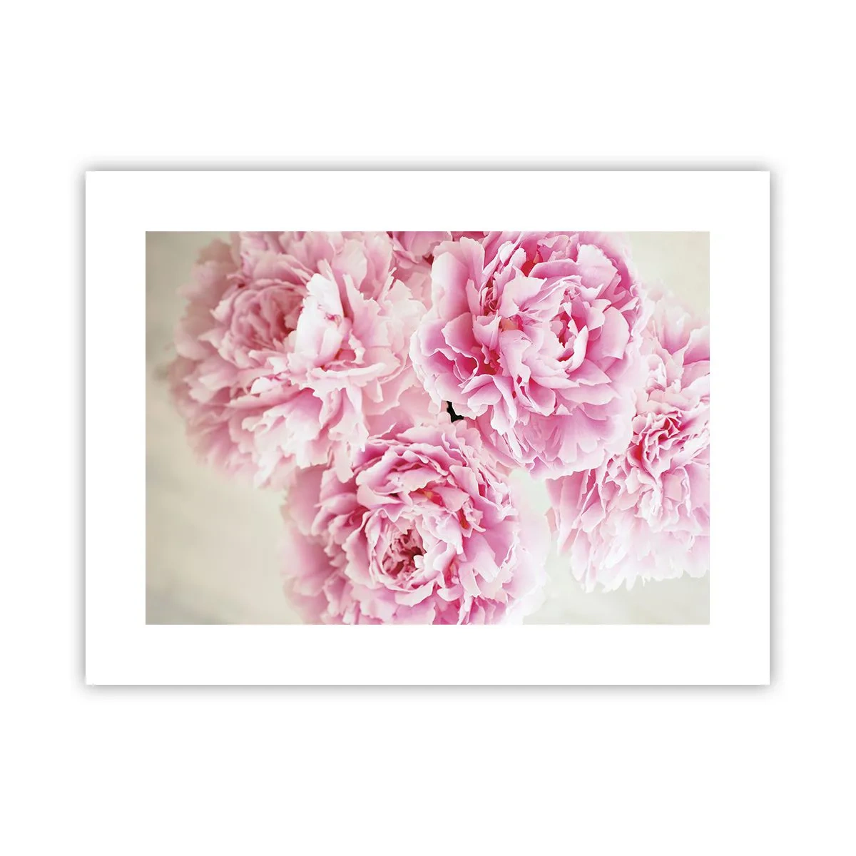 Poster - In Pink Splendour - 40x30 cm
