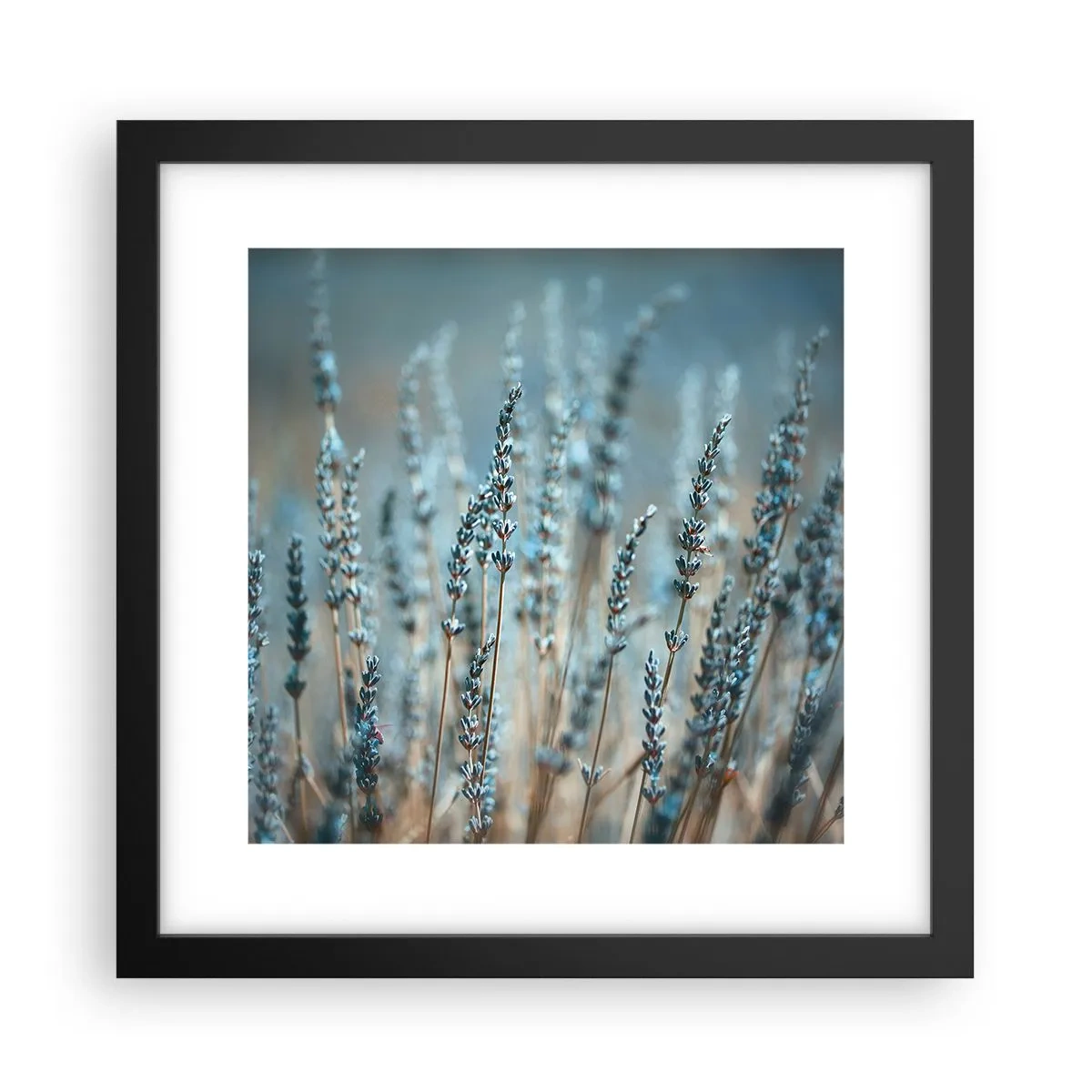 Poster in black frame - Fragrant Grass - 30x30 cm