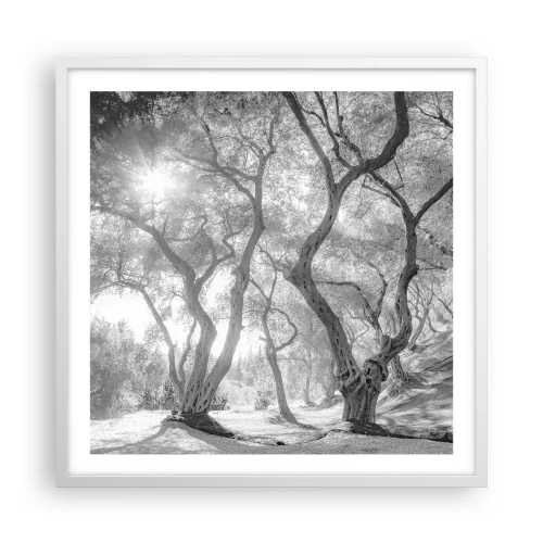 Poster in white frmae - In an Olive Grove - 60x60 cm