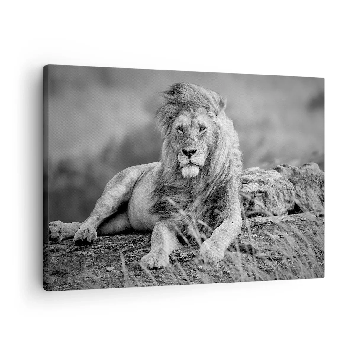 Canvas picture - Lion resting on a rock in a monochrome style - 70x50cm - Royal Siesta - Modern wall decoration for the living room and bedroom ARTTOR