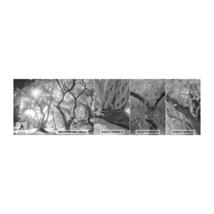 Photo Wallpaper Sample Premium Sand - In an Olive Grove - Forest, Winter, Trees - 100x30 cm
